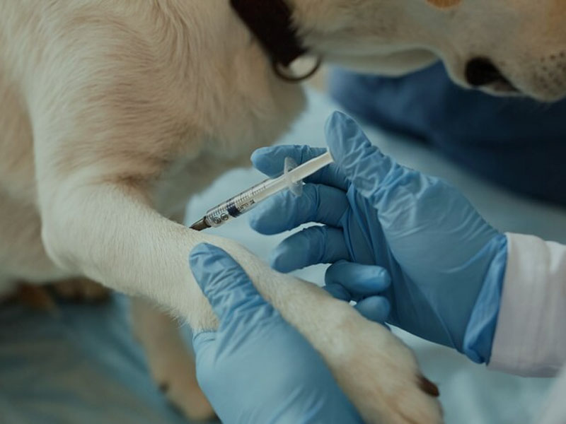 AIM txertoak mRNAren aurkako txertoaren azken datu preklinikoak argitaratzen ditu 